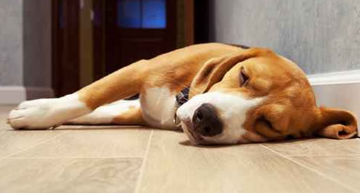 family wooden flooring
