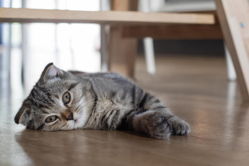 cat-on-solid-oak-flooring