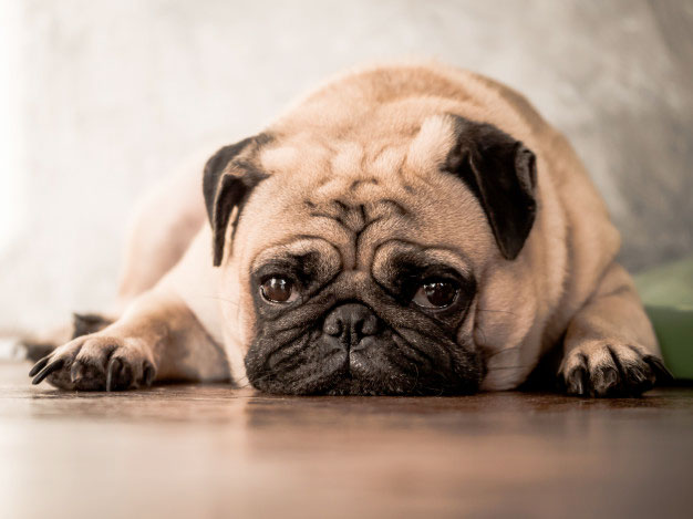 dog-on-wooden-flooring