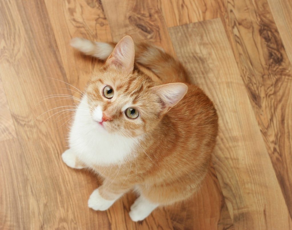 Pet cat on solid wood floor looking up