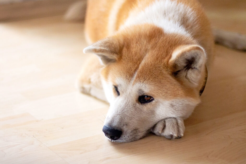 solid oak flooring for your dog