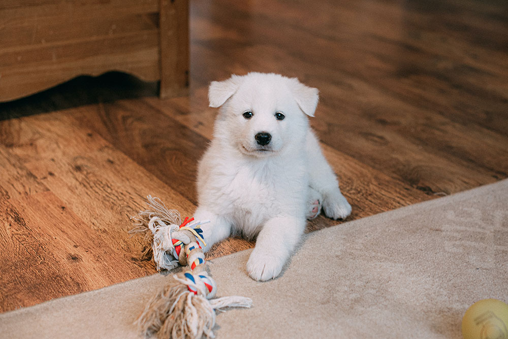 Is it wise to wooden flooring with pets?