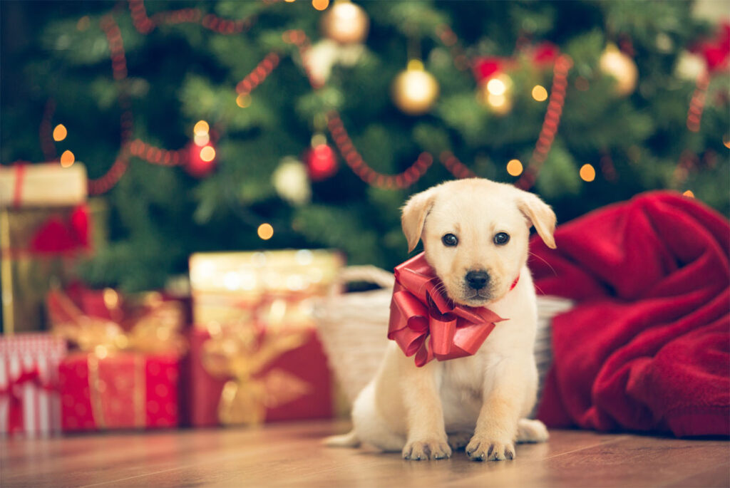 Pet-Friendly Wooden Flooring