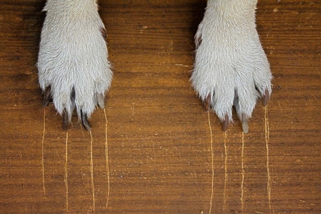 dog scratches wooden floor